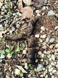 Image result for cestoda excrement dog