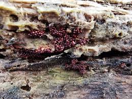 Attēlu rezultāti vaicājumam “Lignydium muscorum plasmodium”