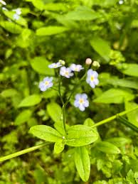 Attēlu rezultāti vaicājumam “Myosotis scorpioides bud”