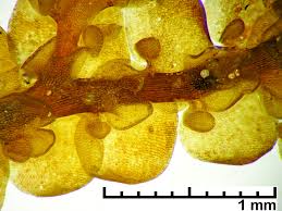 Attēlu rezultāti vaicājumam “Frullania tamarisci macro”