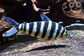 Attēlu rezultāti vaicājumam “Inonotus leporinus”