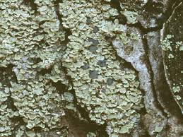 Attēlu rezultāti vaicājumam “Hypocenomyce scalaris”