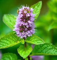 Attēlu rezultāti vaicājumam “Mentha spicata flower”
