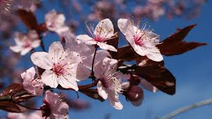 Attēlu rezultāti vaicājumam “Prunus (plum-tree) flower”