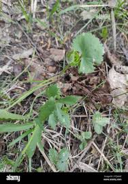 Attēlu rezultāti vaicājumam “Ranunculus cassubicus bud”