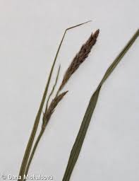 Attēlu rezultāti vaicājumam “Carex hirta female flower”