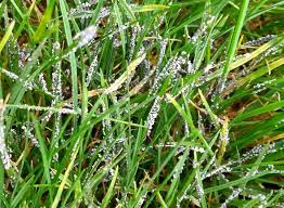 Attēlu rezultāti vaicājumam “Physarum bivalve spores”