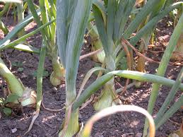 Attēlu rezultāti vaicājumam “Allium cepa”