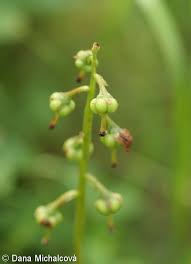 Attēlu rezultāti vaicājumam “Pyrola minor fruit”