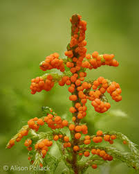 Attēlu rezultāti vaicājumam “Physarum viride var. aurantium spores”