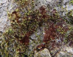 Attēlu rezultāti vaicājumam “Chaenotheca chrysocephala”