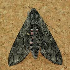 Attēlu rezultāti vaicājumam “Agrius convolvuli”