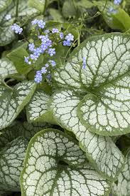 Image result for Brunnera `Jack Frost`