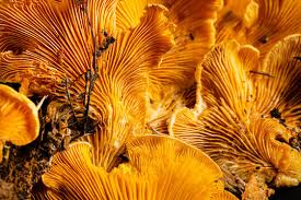 Attēlu rezultāti vaicājumam “Phyllotopsis nidulans”