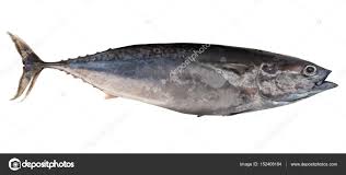Image result for Trachurus mediterraneus