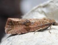 Attēlu rezultāti vaicājumam “Celypha striana”