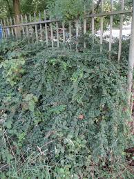 Attēlu rezultāti vaicājumam “Symphoricarpos x chenaultii”