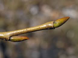 Attēlu rezultāti vaicājumam “Salix pentandra flower”