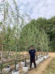 Attēlu rezultāti vaicājumam “Salix daphnoides”