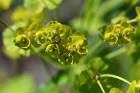 Attēlu rezultāti vaicājumam “Euphorbia virgata leaf”