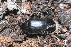 Attēlu rezultāti vaicājumam “Prionychus ater”