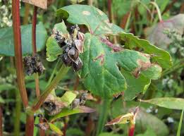 Attēlu rezultāti vaicājumam “Fagopyrum esculentum fruit”