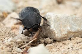 Attēlu rezultāti vaicājumam “Silpha obscura”