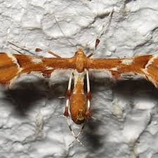 Attēlu rezultāti vaicājumam “Cnaemidophorus rhododactyla”