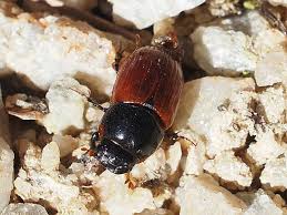 Attēlu rezultāti vaicājumam “Aphodius subterraneus imago”