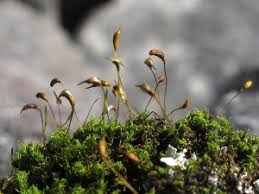 Attēlu rezultāti vaicājumam “Cynodontium strumiferum”