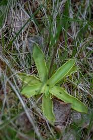 Attēlu rezultāti vaicājumam “Pinguicula vulgaris fruit”