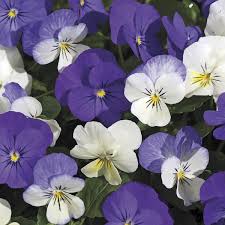 Image result for Viola cornuta