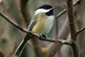 Image result for Bird