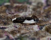 Attēlu rezultāti vaicājumam “Monopis monachella”