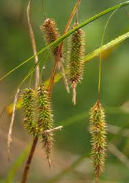 Attēlu rezultāti vaicājumam “Carex pseudocyperus female flower”