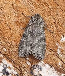 Attēlu rezultāti vaicājumam “Polia nebulosa”