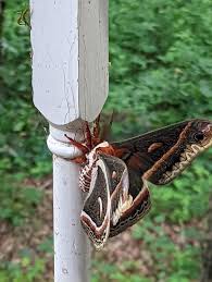 Attēlu rezultāti vaicājumam “Arctophila superbiens”