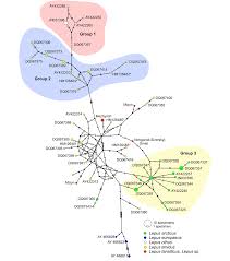 Attēlu rezultāti vaicājumam “Lepus sp.”
