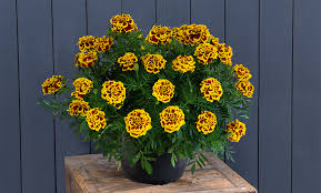 Attēlu rezultāti vaicājumam “Tagetes”