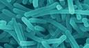 MINA Breaking News - Health scare: LISTERIA bacteria takes the.