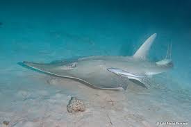 Image result for Rhynchobatus australiae