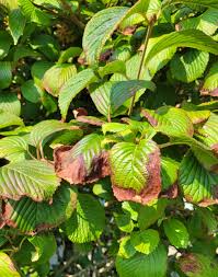 Attēlu rezultāti vaicājumam “Viburnum opulus leaf”