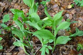 Attēlu rezultāti vaicājumam “Cypripedium calceolus leaf”