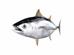 Image result for Thunnus alalunga
