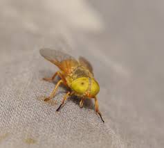 Attēlu rezultāti vaicājumam “Atylotus sp.”