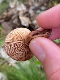 Attēlu rezultāti vaicājumam “Lactarius”