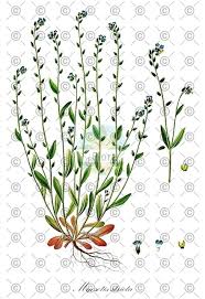 Attēlu rezultāti vaicājumam “Myosotis stricta”