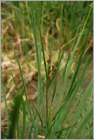 Attēlu rezultāti vaicājumam “Juncus gerardii leaf”