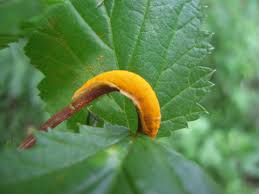 Attēlu rezultāti vaicājumam “Puccinia urticata”