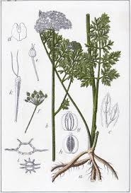 Attēlu rezultāti vaicājumam “Selinum carvifolia fruit”